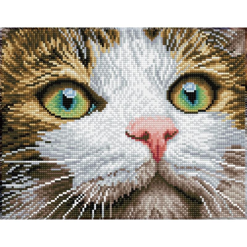Kit d.dotz green eyes beauty
